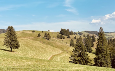 Home Bild aus dem Schwarzwald